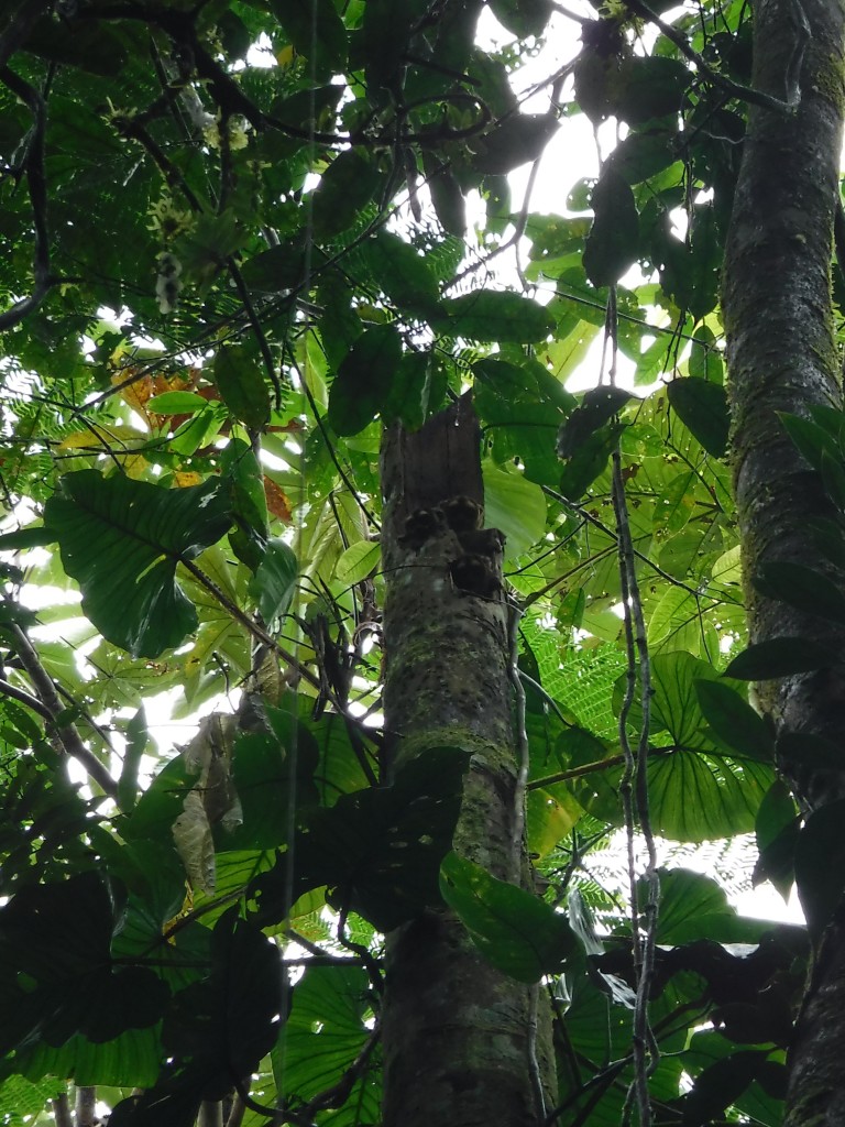 4 Owl monkeys!!!! They are almost right in the middle of the picture. 4 sweet little head looking out from the tree.