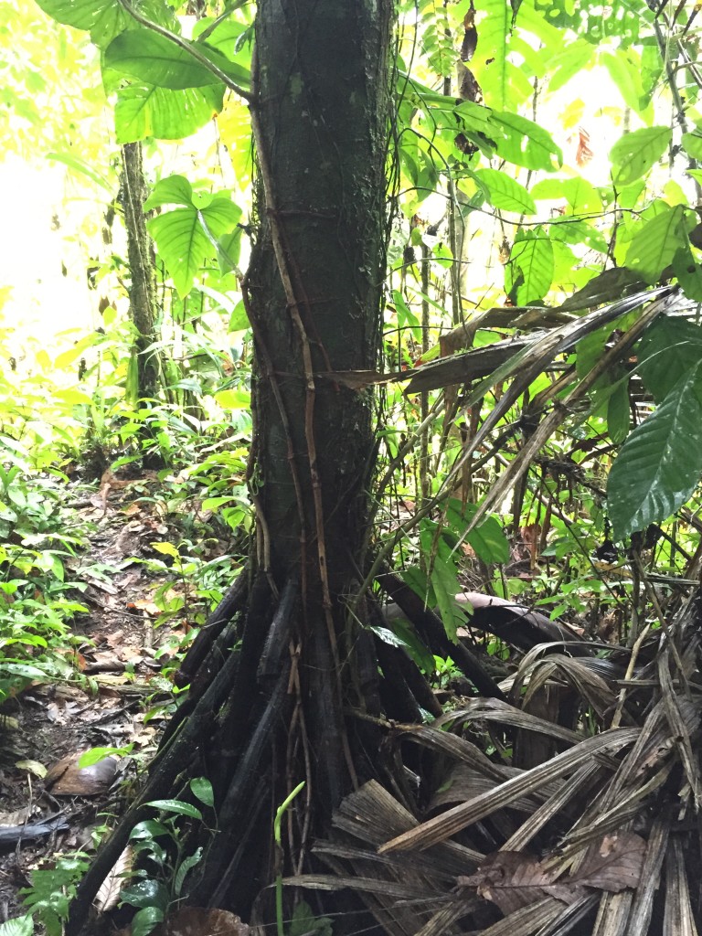 This name of this tree translates to the "devil's penis". Can you see why??