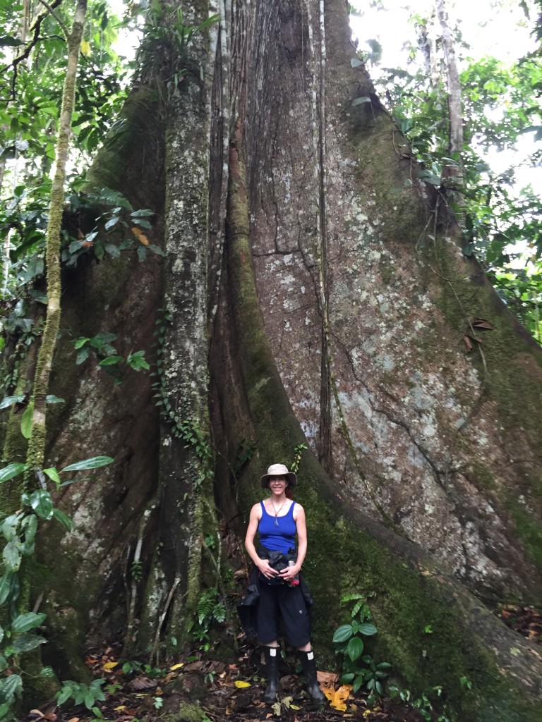 A massive ficus tree