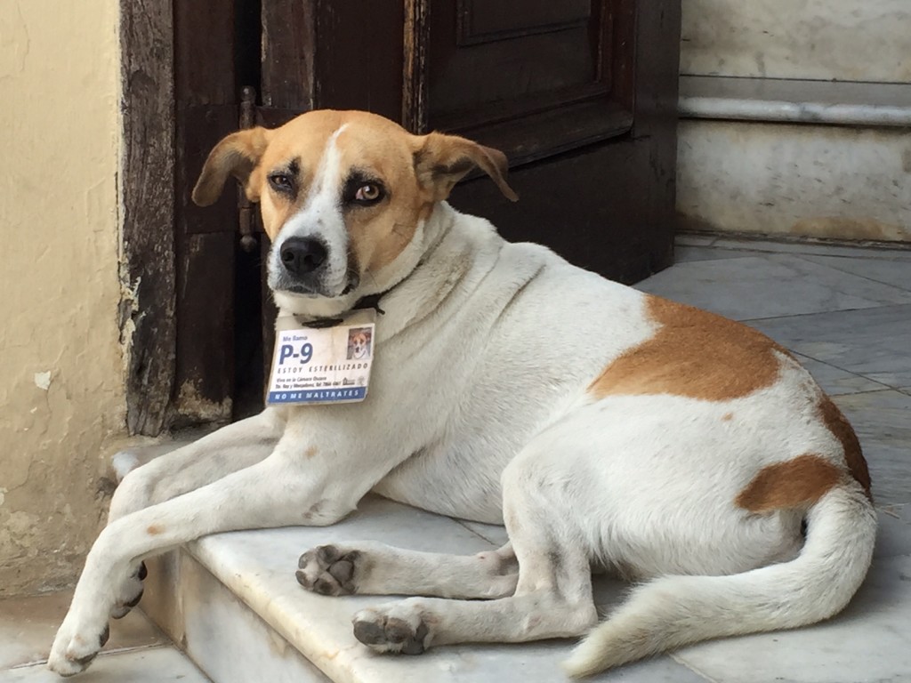 This little guy "belongs" to the government. They take care of him - making sure he gets food and meds