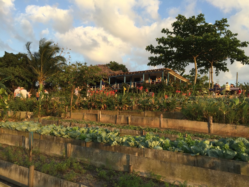 A view of the restaurant - Finca Agroecologica