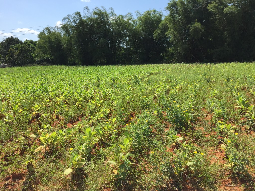 A young tobacco field